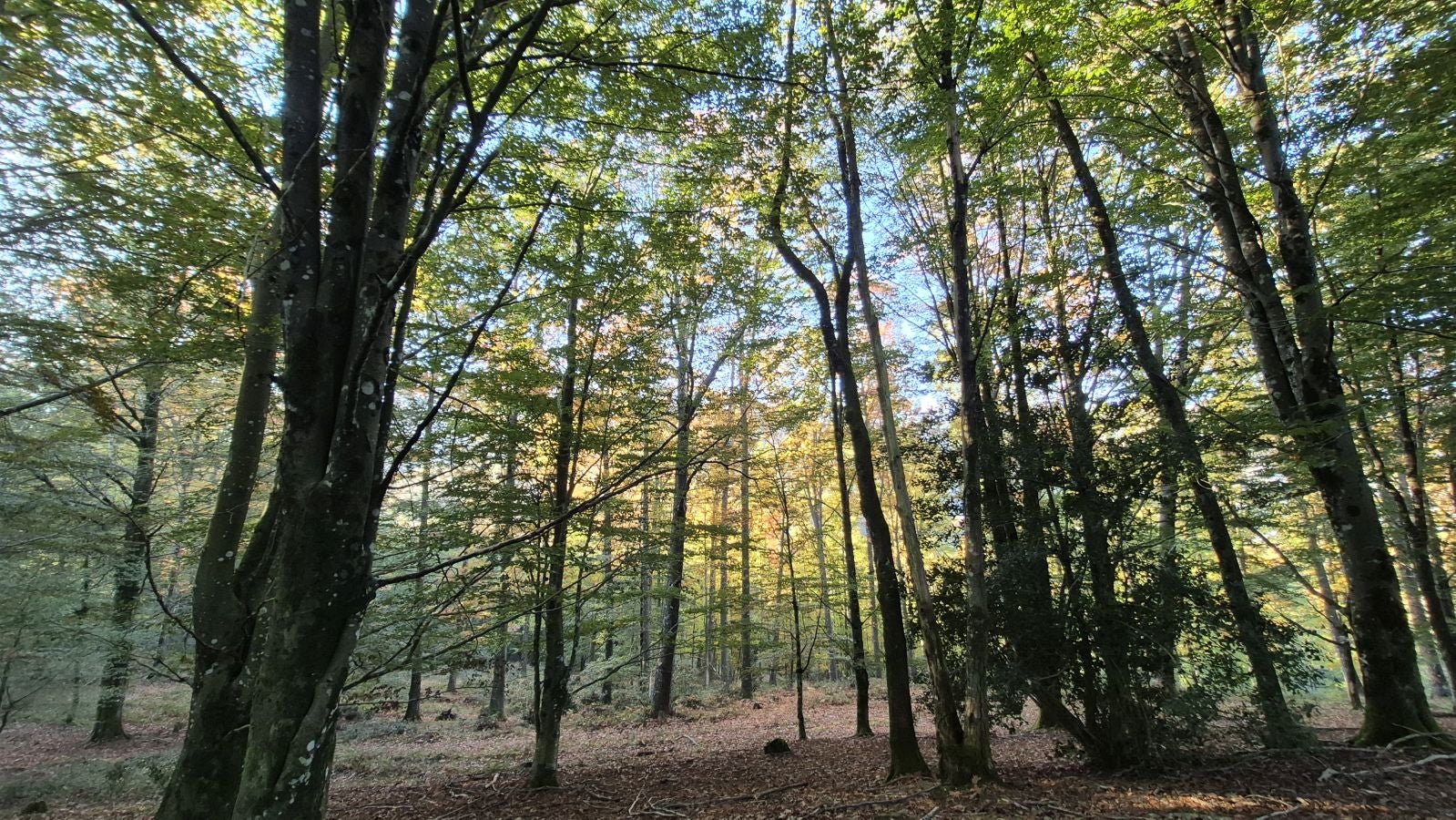 Una discreta cima navarra cobijada por el bosque