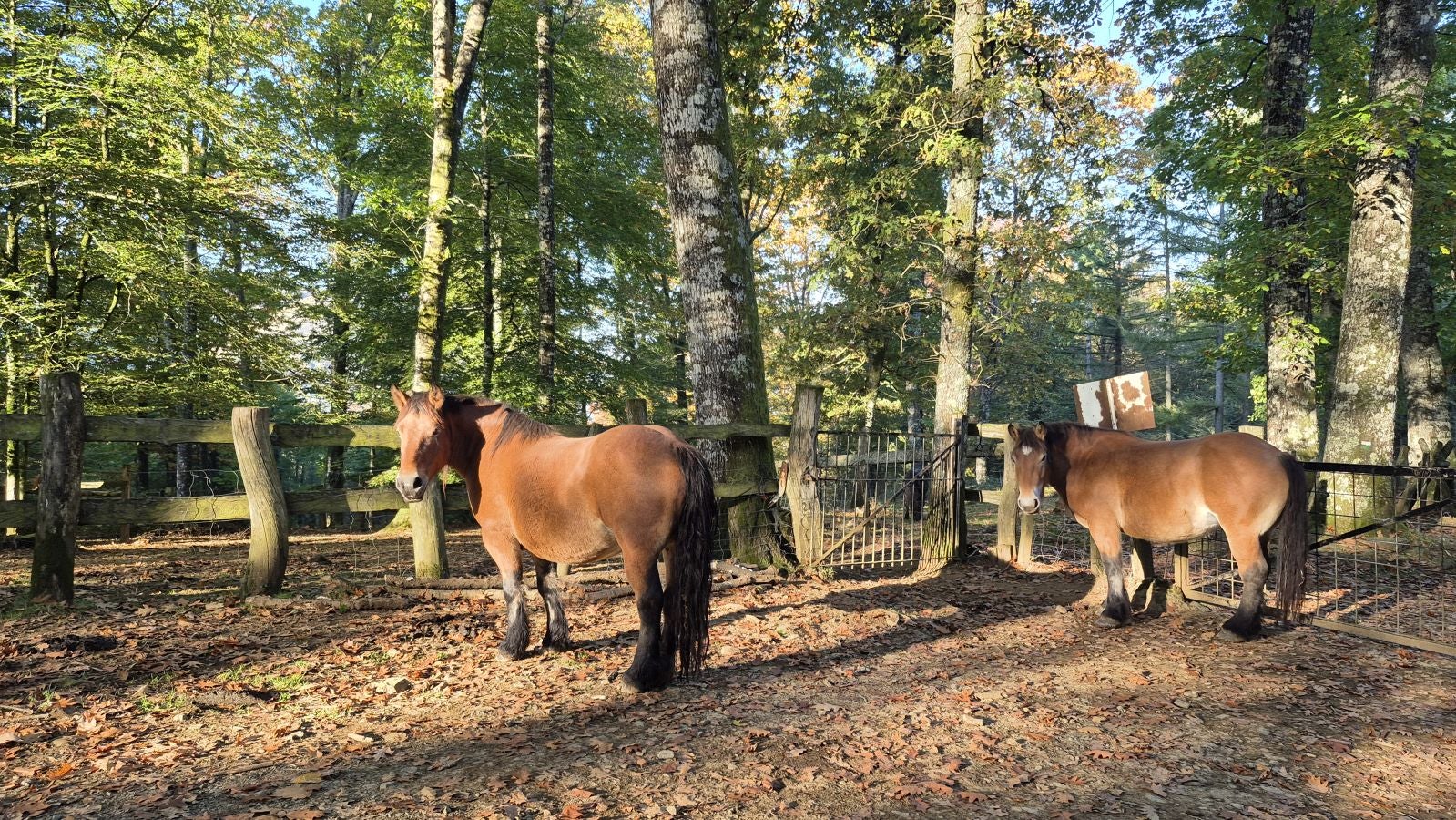 Una discreta cima navarra cobijada por el bosque