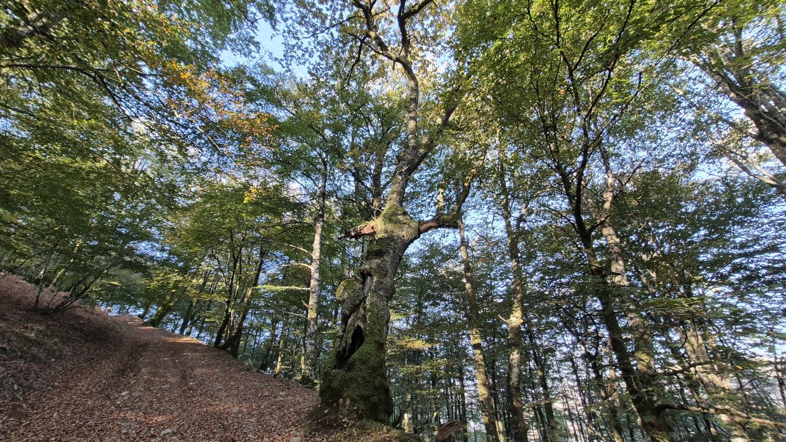 Una discreta cima navarra cobijada por el bosque
