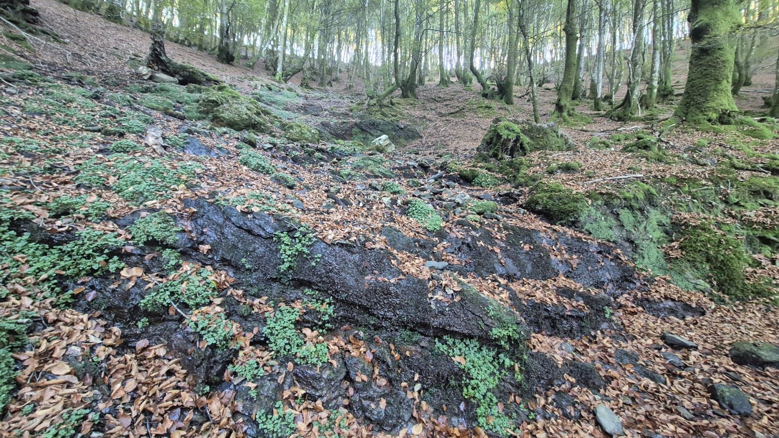 Una discreta cima navarra cobijada por el bosque