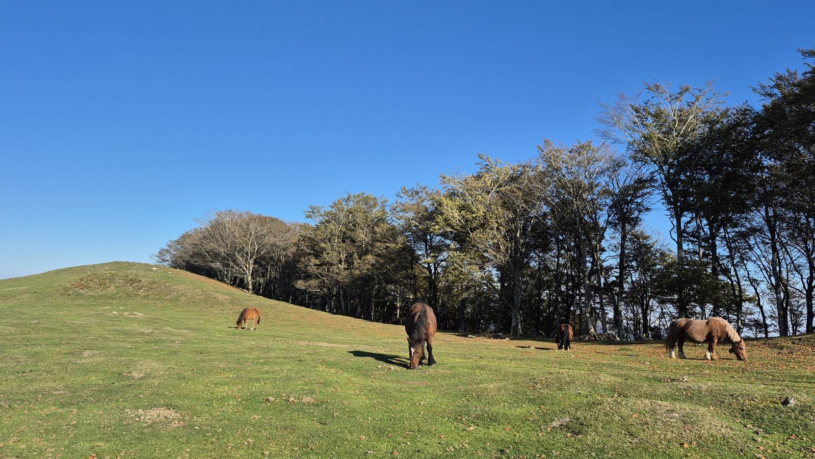 Una discreta cima navarra cobijada por el bosque