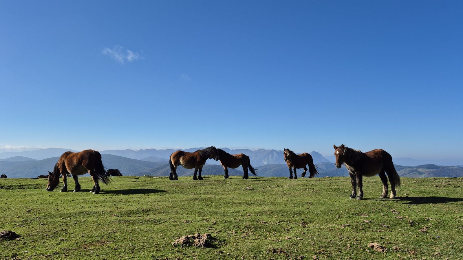 Una discreta cima navarra cobijada por el bosque