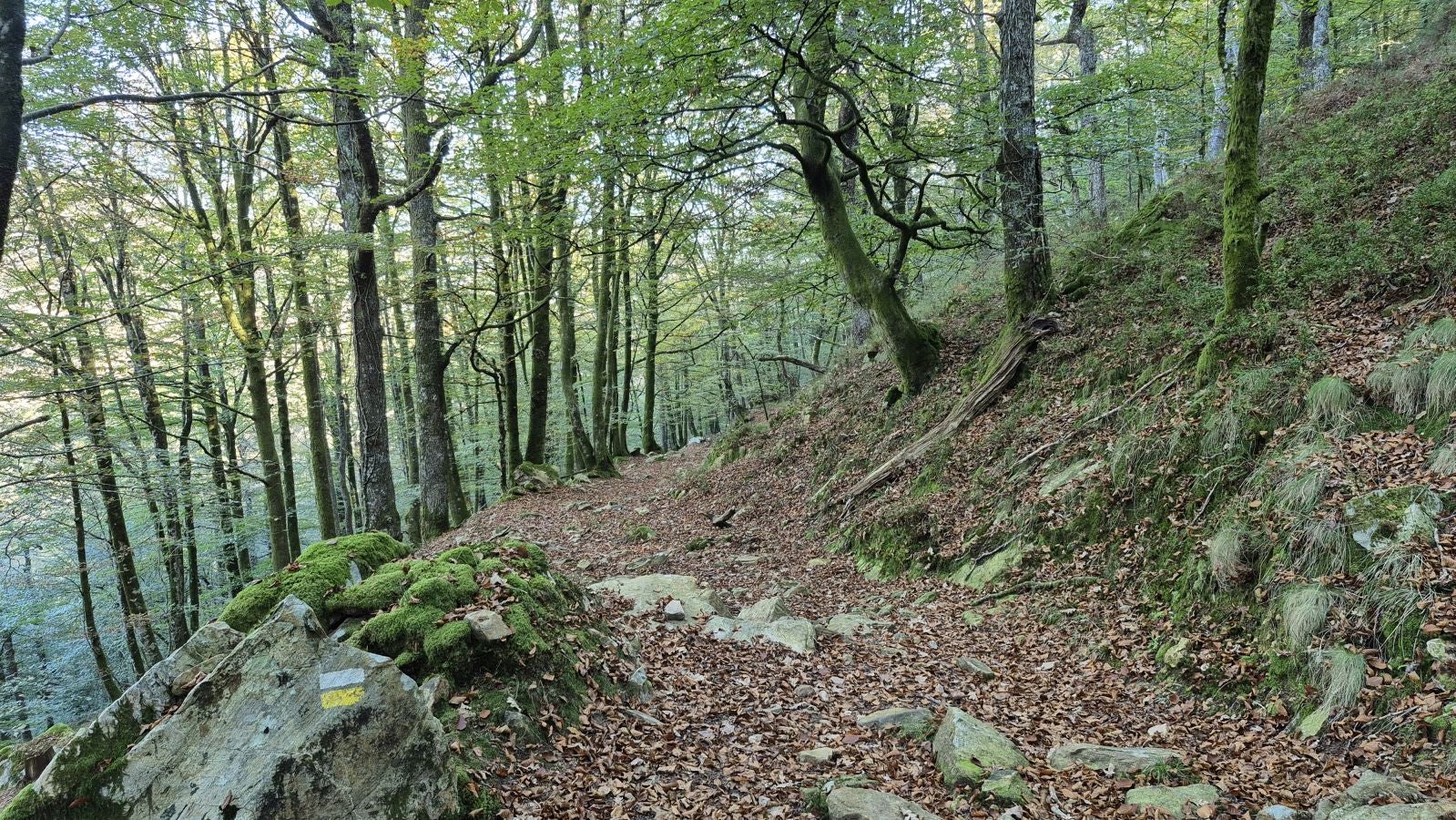 Una discreta cima navarra cobijada por el bosque