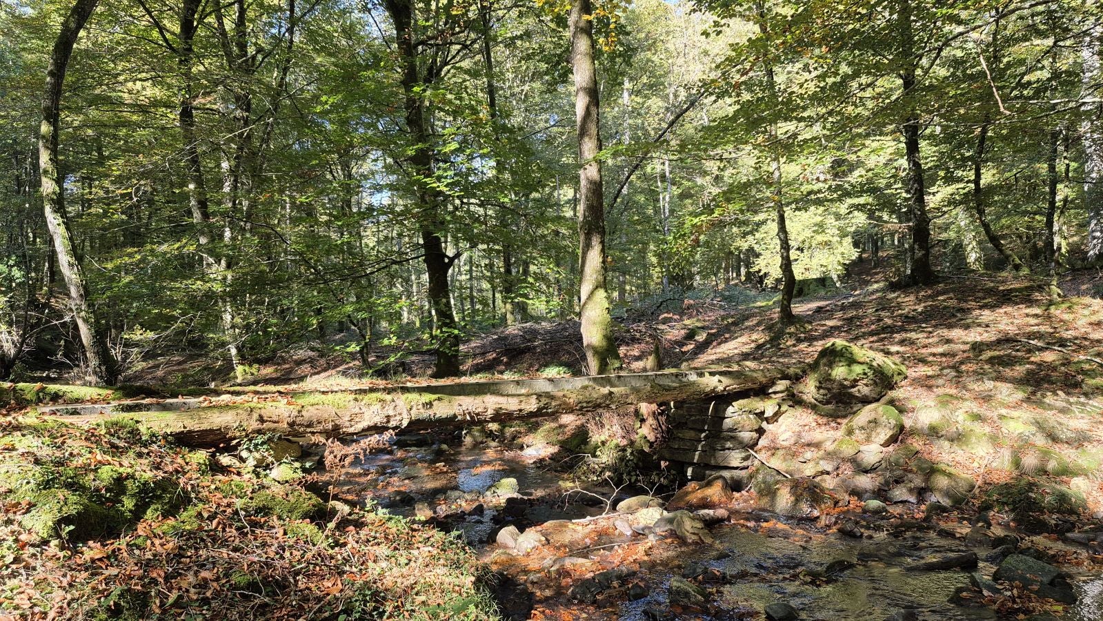 Una discreta cima navarra cobijada por el bosque