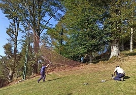 Las palomas son dirigidas hacia las redes, que caen sobre ellas.