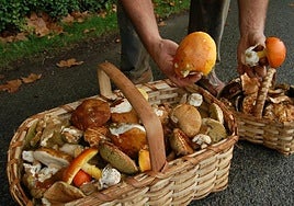 Una cesta de setas recién recogidas en una imagen de archivo.