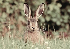 La puntería de los mutrikuarras