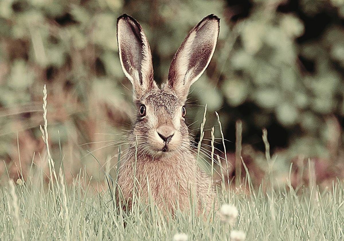 La puntería de los mutrikuarras