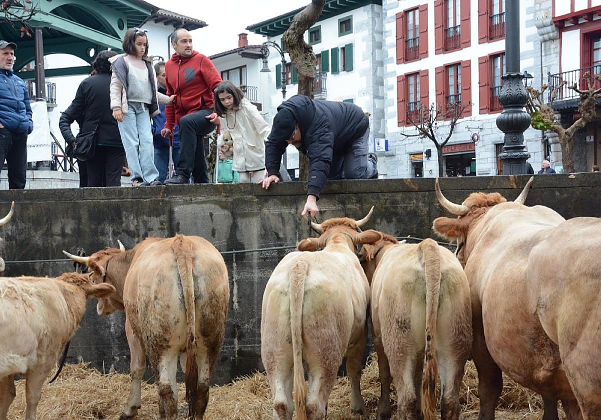 Ganado en las Ferias de Lesaka en torno a la Plaza Zaharra.
