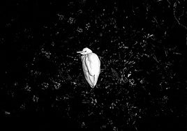 El fotógrafo irundarra, Oskar Gascón Marañon presentó varios trabajos de su colección 'Un, dos, tres'.