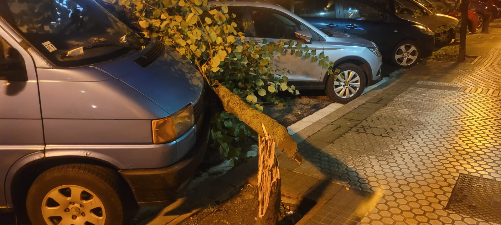 Como consecuencia de las fuertes rachas del viento un árbol se ha caído en la calle Claudio Delgado del barrio donostiarra de Gros. 