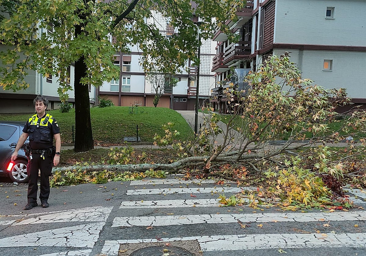 Árbol caído en Donostia kalea a primera hora de la mañana.