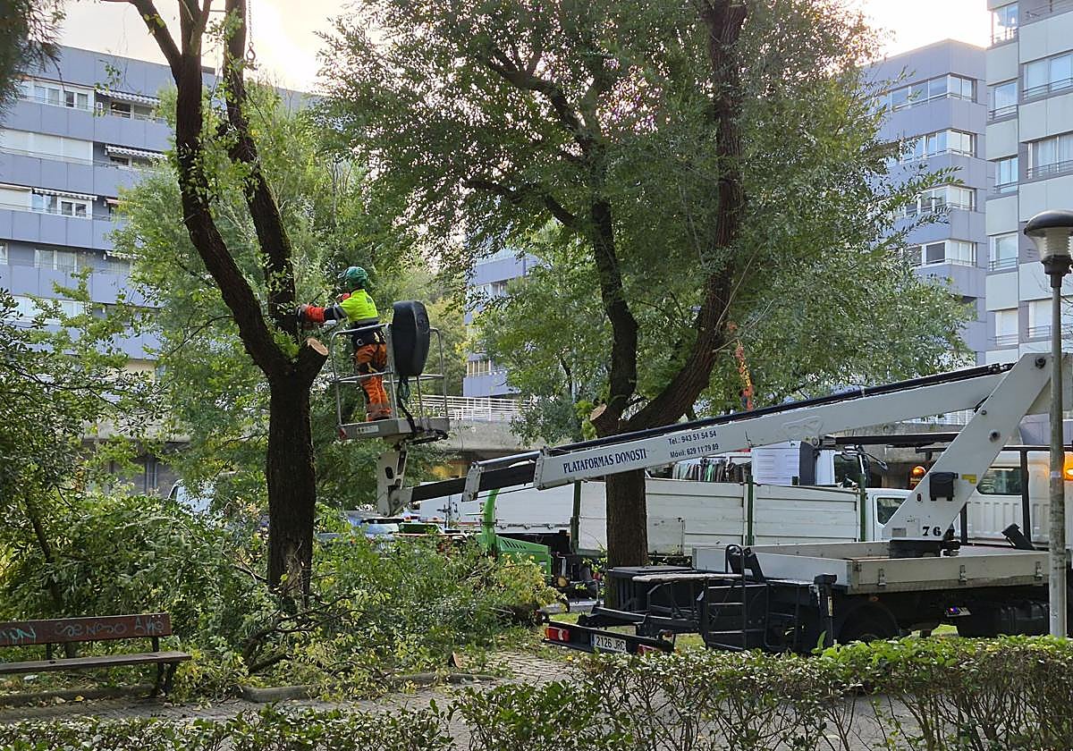 Tala de uno de los olmos en mal estado en al urbanización Lorea.
