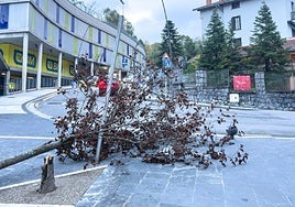Caída de un árbol por  el vendaval en Elizatze