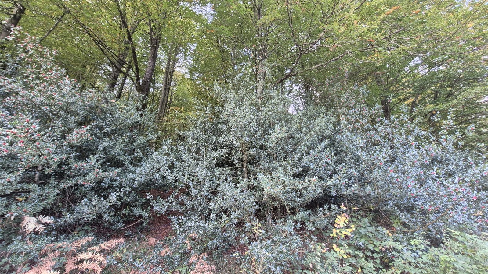 Agaotz, refugio de lamias y gentiles