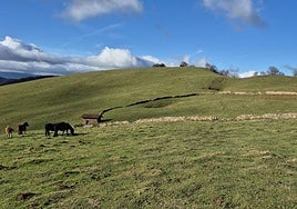Un grupo de yeguas pasta junto al cercado de piedra a los pies de Agaotz.