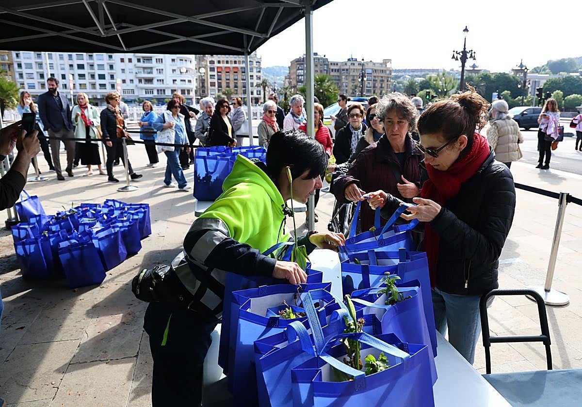 Reparto de plantas y flores el pasado invierno en la plaza Ramón Labayen