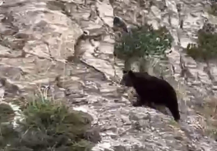 Imagen en la que se ve al oso en una zona próxima al Valle de Roncal.