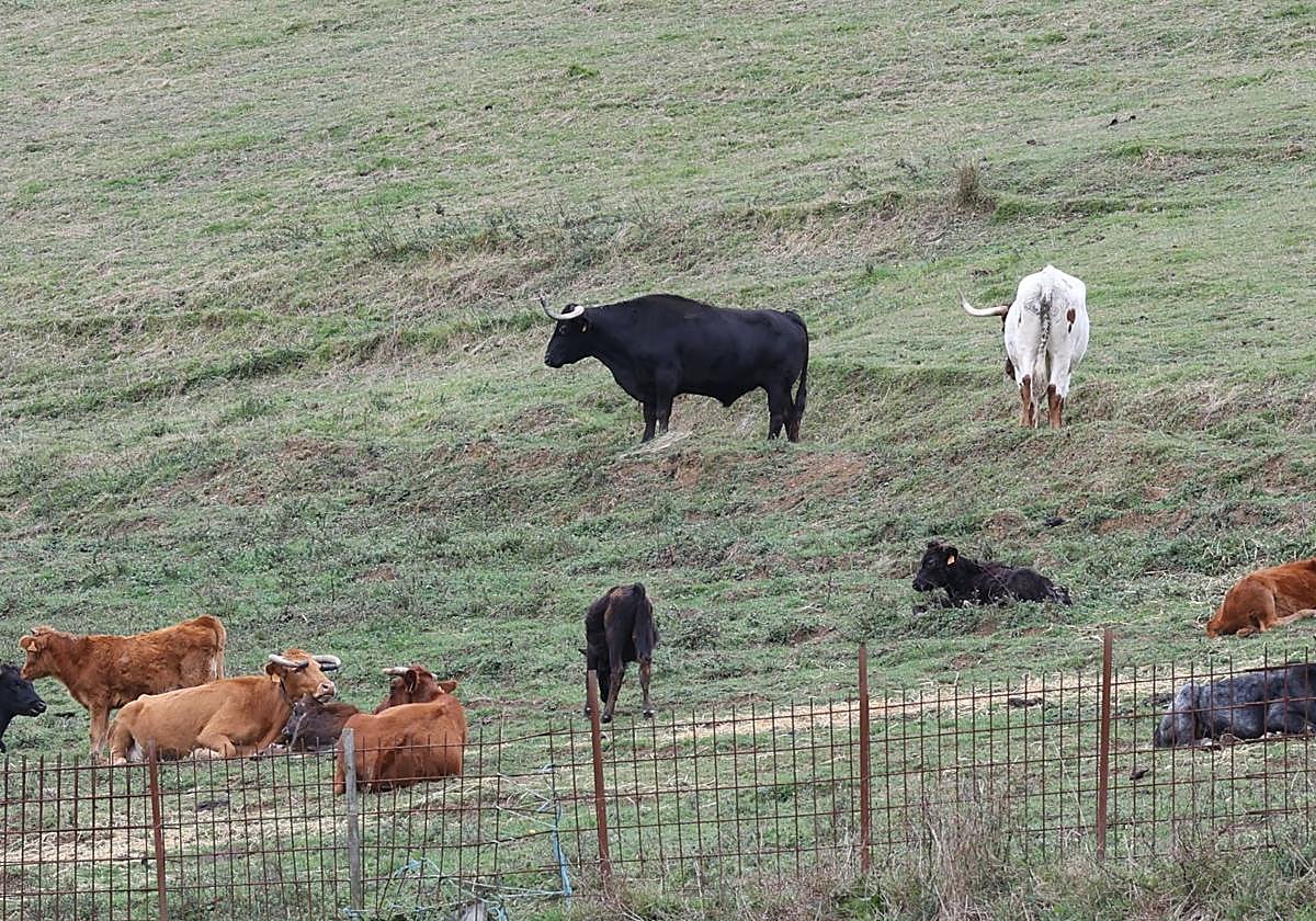 Varios animales de Bergarako Zezenak pastan en un prado.