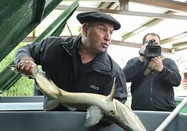 En la piscifactoría de Oronoz-Mugairi.