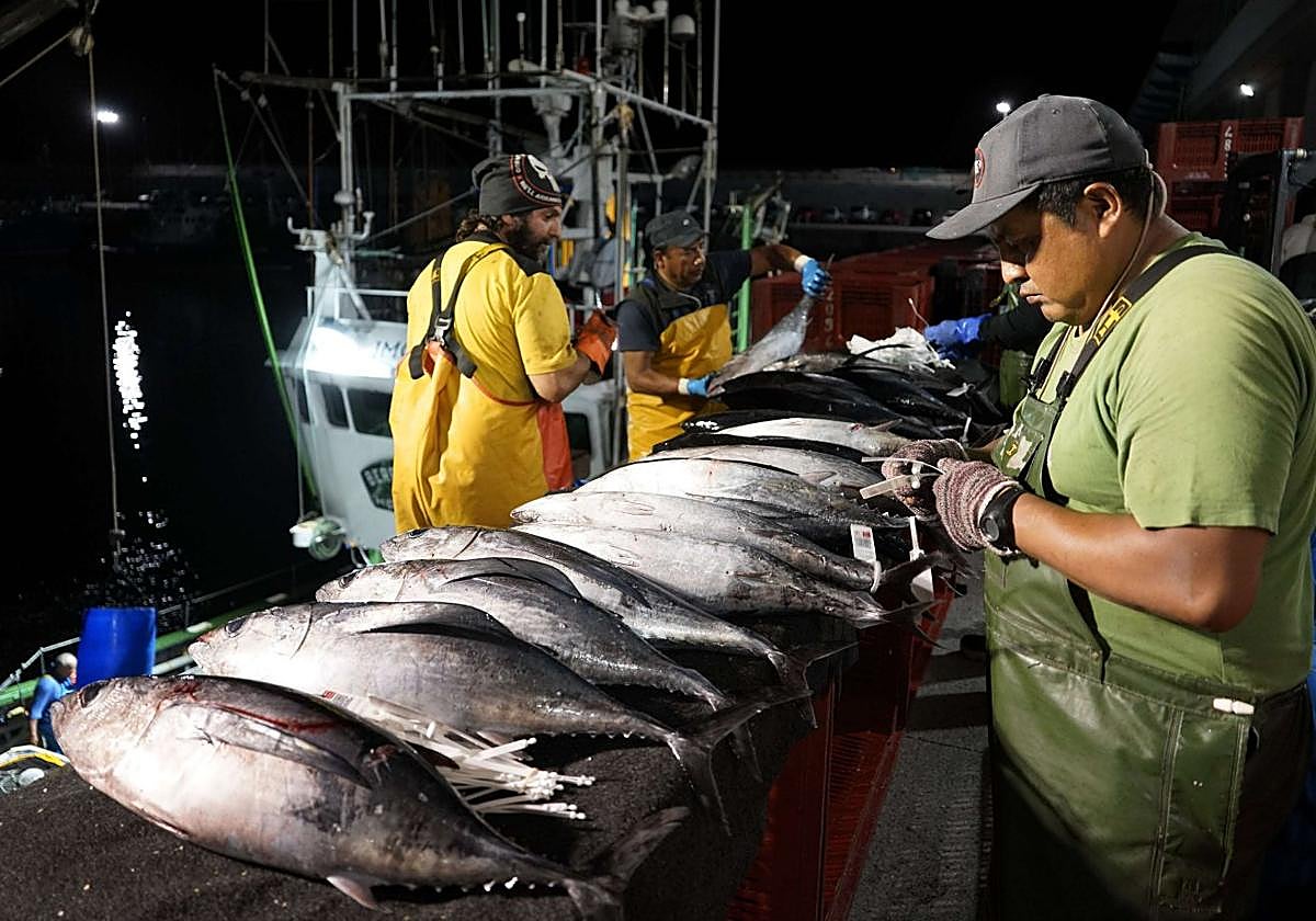Descarga de bonito en el Puerto de Hondarribia.