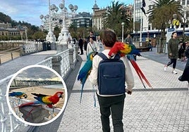 El hombre que pasea con dos loros por San Sebastián