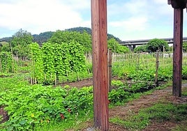 Orio cuenta con 45 parcelas de 40 m2 en la zona de Palota.