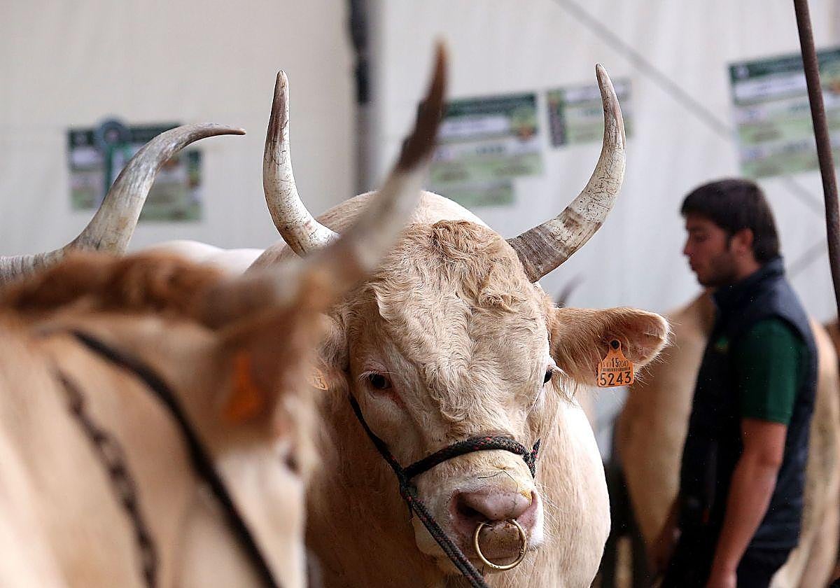 Imagen de archivo de una edición de la feria de ganado del Primer Lunes de Octubre de Gernika.