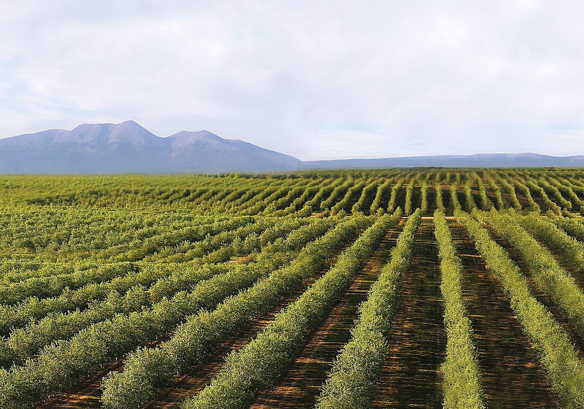Comienza la campaña de recogida de olivas para URZANTE en Cascante