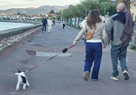 La ordenanza busca el bienestar de los animales y la convivencia con los demás ciudadanos.