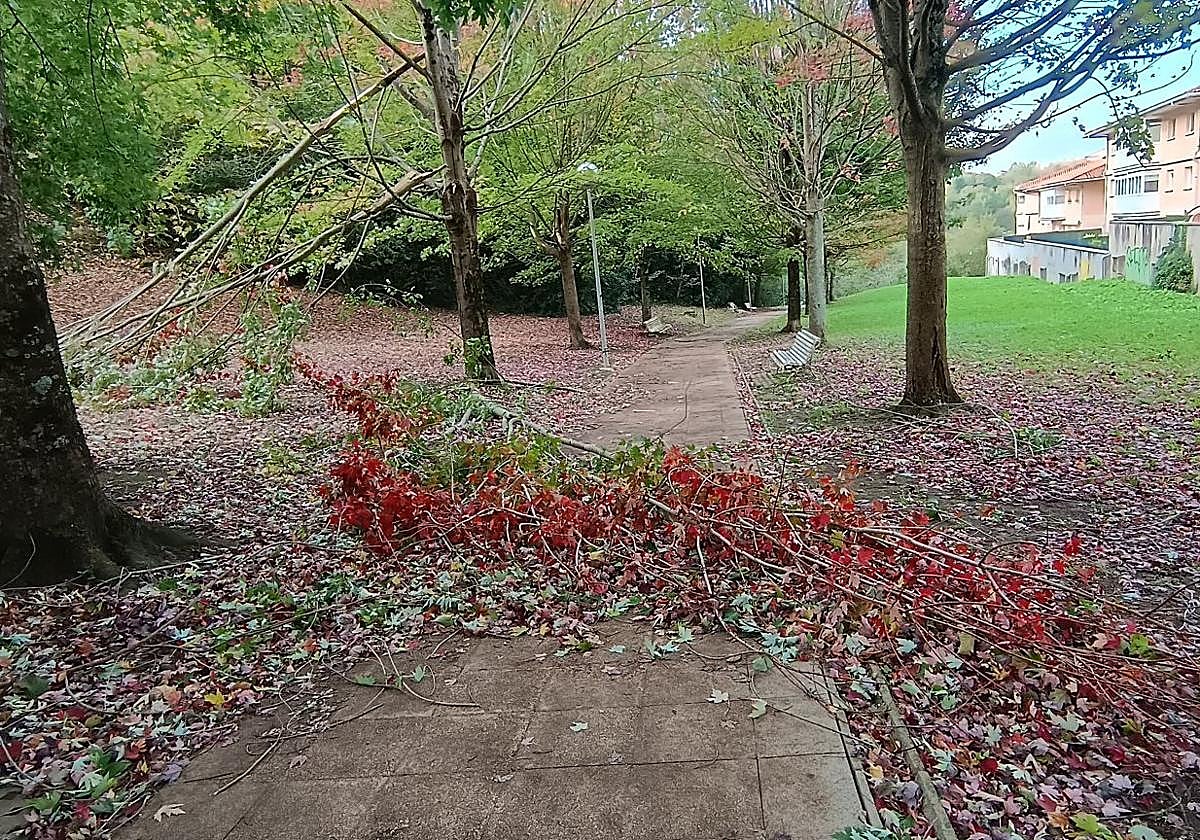 Denuncia S. Martín: «Es la enésima vez que denuncio lo mismo y el Ayuntamiento sigue obviando que esta zona de Puio es bastante transitada y que una de estas ramas de gran tamaño puede acabar algún día encima de un peatón. Como siempre, vendrán los servicios municipales, retirarán las ramas caídas y hasta la siguiente. Para podar o adecentar la arboleda, ni están, ni se les espera».