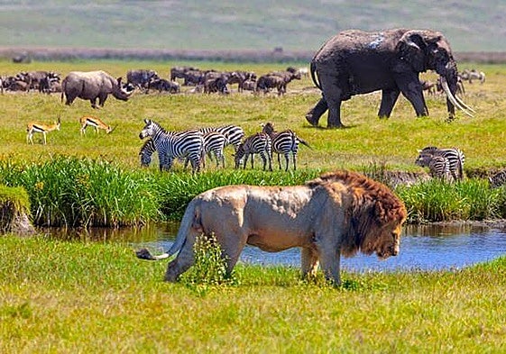 Leones, cebras, gacelas, elefantes, ñus e hipopótamos, en el parque nacional del Serengueti.
