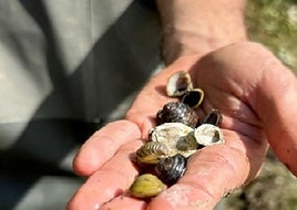 Ejemplares de almeja asiática detectados en el río Oria.