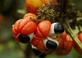 Guaraná, la fruta contra la tristeza