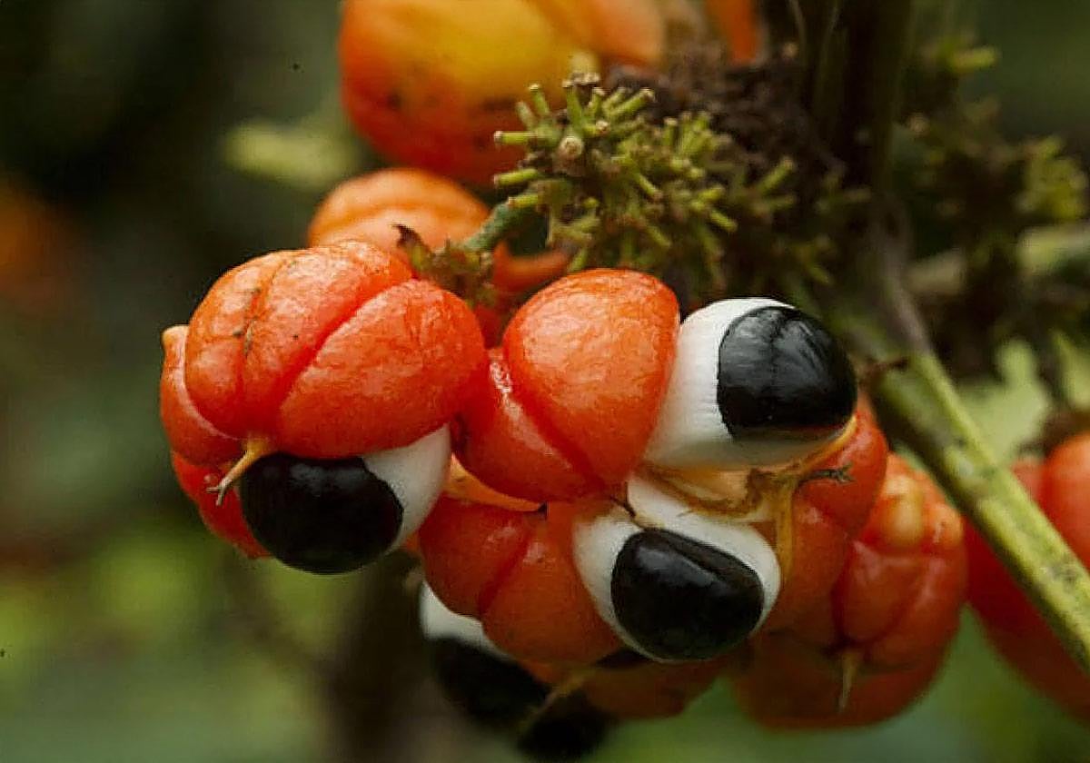 Guaraná, la fruta contra la tristeza