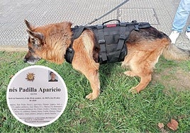 Homer, el perro que falleció dos días después que su dueña: «Decidió acompañar a su amatxu»