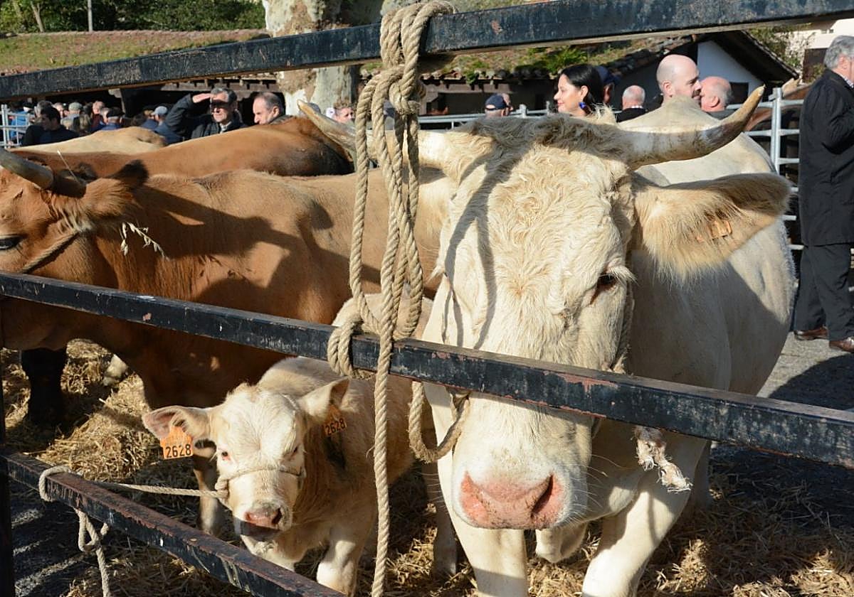 Doneztebe tampoco podrá exhibir ganado en sus ferias por la prohibición ante la enfermedad de la dermatosis nodular contagiosa.