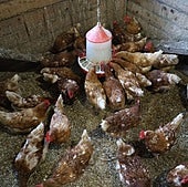 Gallinas comiendo en el baserri de Denis López en Bidania.