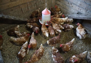 «La calidad del huevo y el color de la yema van a cambiar por completo»