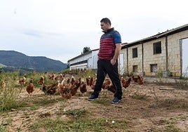Omar Torrejón observa con pena el último paseo de sus gallinas en su granja avícola de Muskiz.