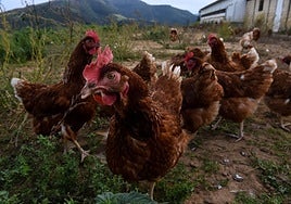 Gallinas de una granja avícola en Muskiz.