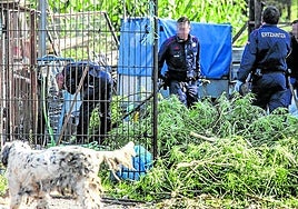 Operación antidroga. Agentes de la Ertzaintza desmantelan una plantación de marihuana en Gatika (2022).
