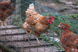 Gallinas en una explotación de Bidania.