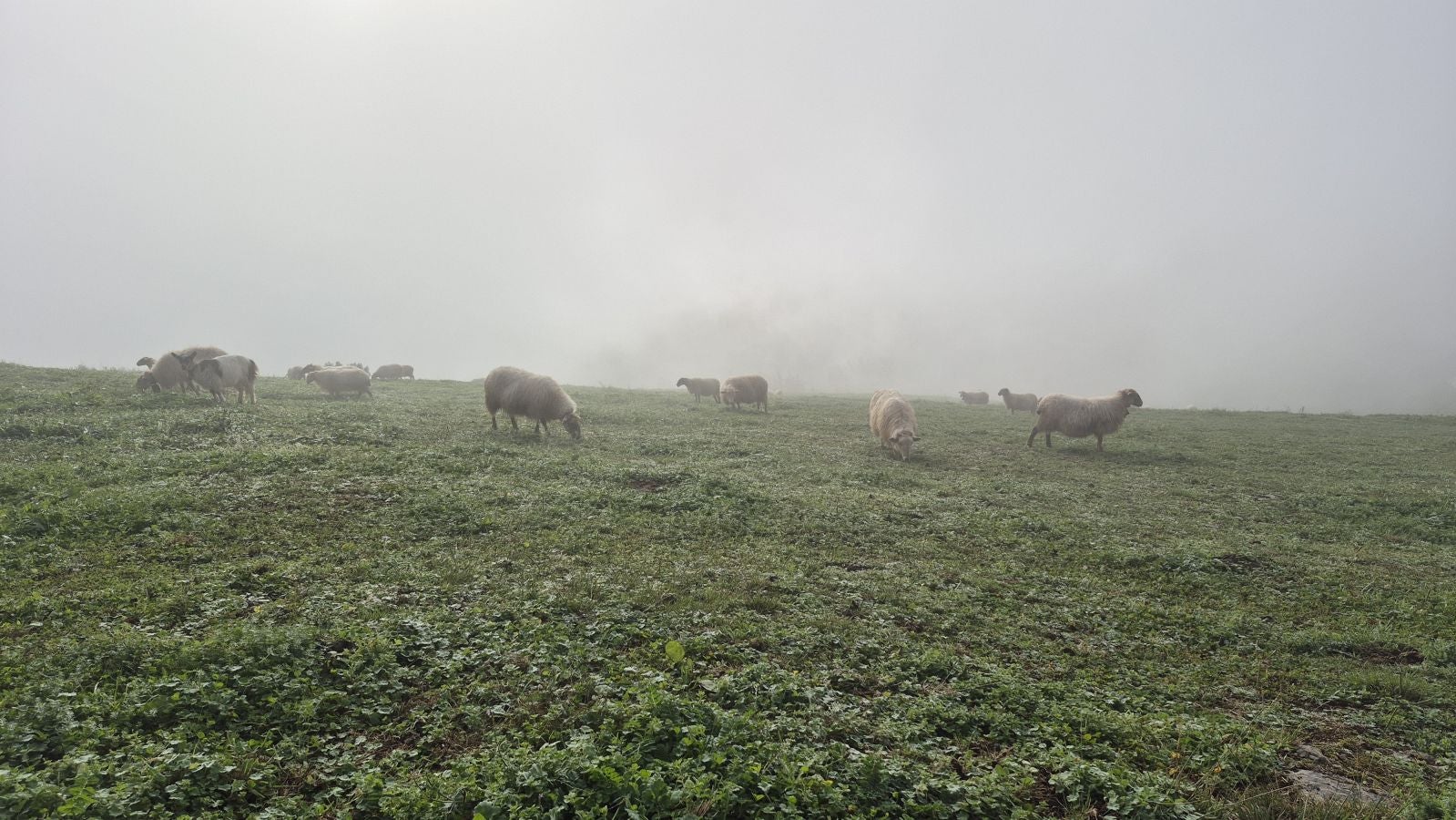 El increíble lienzo de Tolosaldea