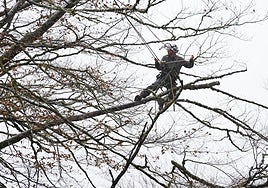 Uno de los técnicos ingleses procede a podar algunas ramas en una haya de Leitzalarrea.