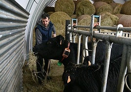 Joseba Andueza alimenta a sus vacas en su caserío en Brinkola.