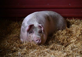 'Poxpolin', esta mañana en el caserío de Elgeta.