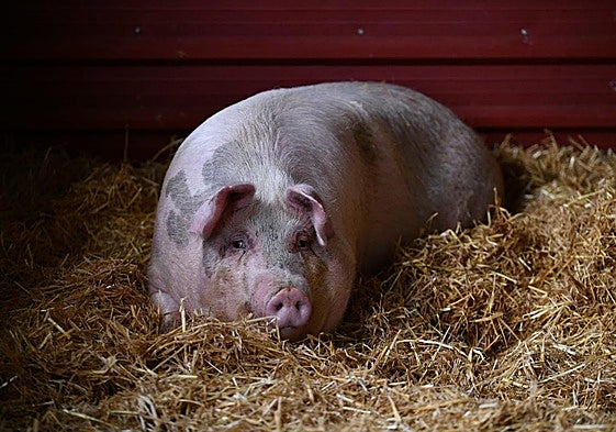 'Poxpolin', esta mañana en el caserío de Elgeta.