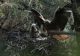 Un milano real regresa al nido, donde está su cría, en Gipuzkoa.
