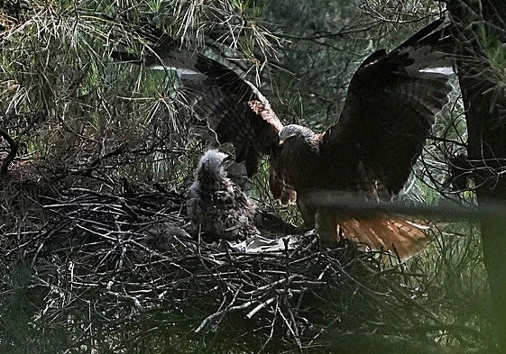Un milano real regresa al nido, donde está su cría, en Gipuzkoa.